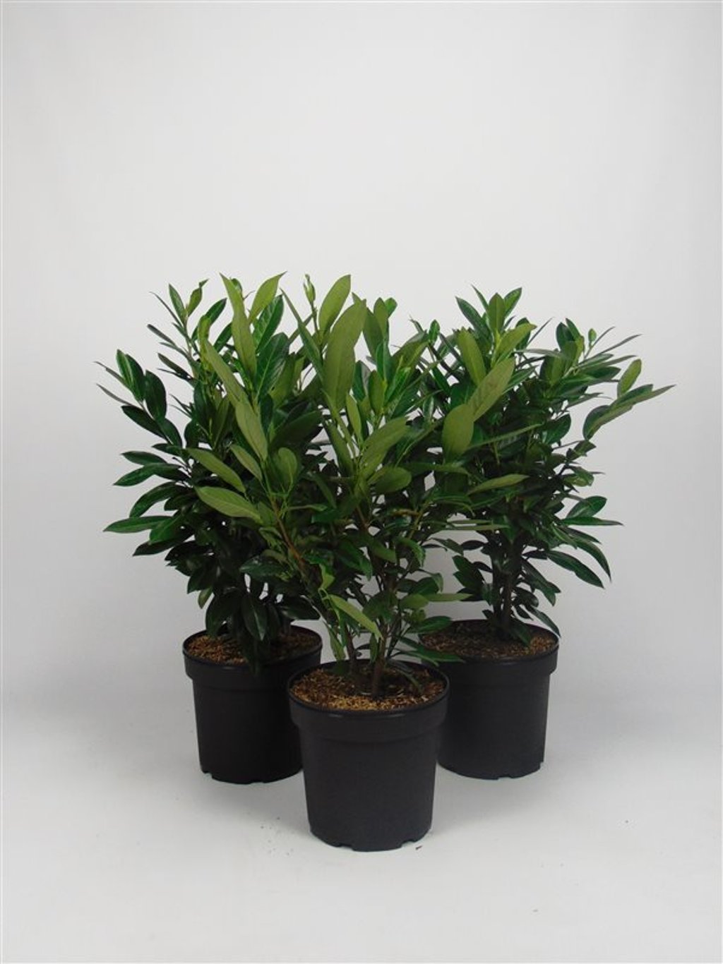 Prunus l. 'Caucasica' - C7.5 60-80 CM